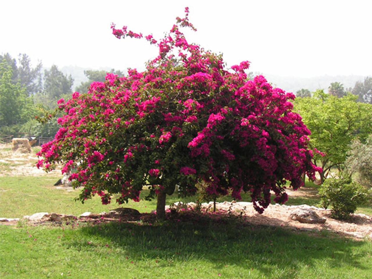 Amikam Meshek 81 משק 81 עמיקם Villa ภายนอก รูปภาพ